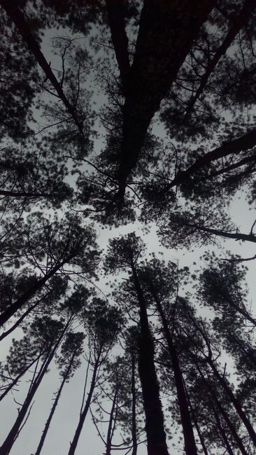 Detail Wallpaper Hutan Untuk Layar Hp Number 18