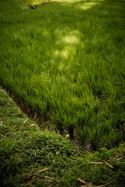 Detail Foto Hujan Di Tengah Sawah Number 11