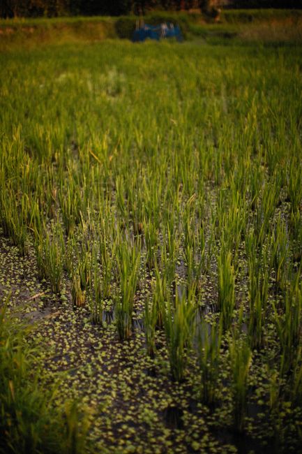 Detail Foto Hujan Di Tengah Sawah Number 12