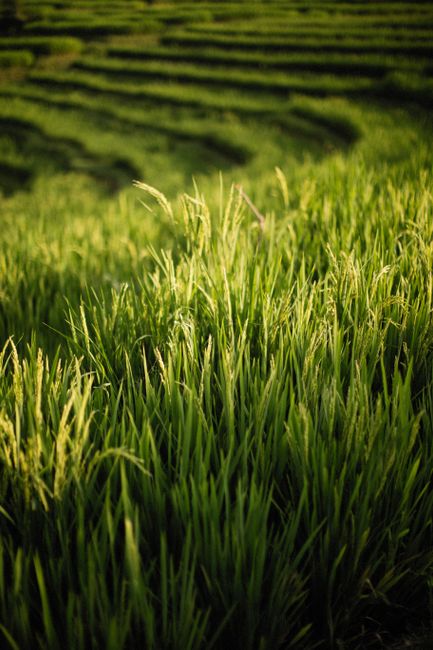 Detail Foto Sawah Hijau Di Bali Number 15