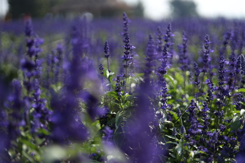 Detail Gambar Bunga Lavender Di Kebun Number 19