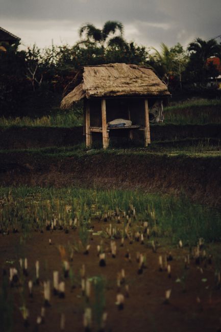 Detail Foto Hujan Di Tengah Sawah Number 5
