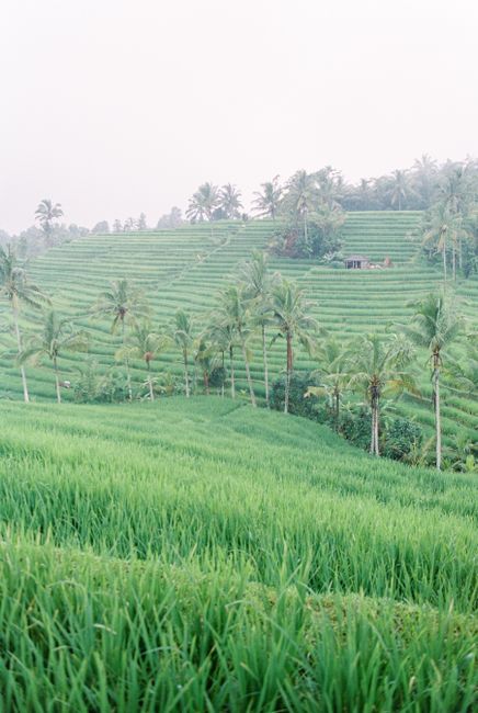 Detail Foto Sawah Hijau Di Bali Number 4