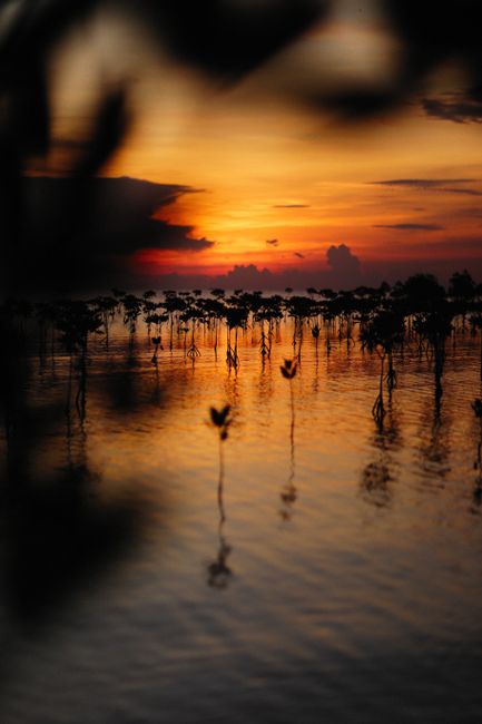 Detail Gambar Hutan Mangrove Yang Lestari Number 5