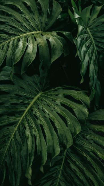 Detail Gambar Daun Tropis Estetik Number 2