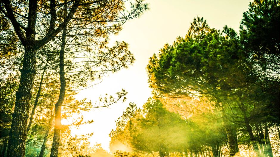 Detail Gambar Hutan Pinus Untuk Background Number 18