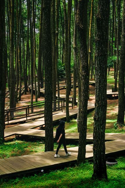 Detail Gambar Hutan Pinus Untuk Background Number 16