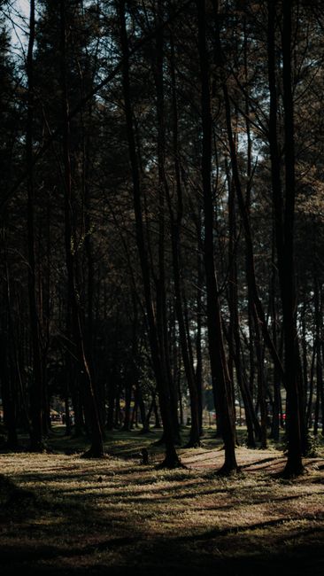 Detail Wallpaper Hutan Untuk Layar Hp Number 6