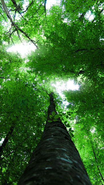 Detail Wallpaper Hutan Untuk Layar Hp Number 16