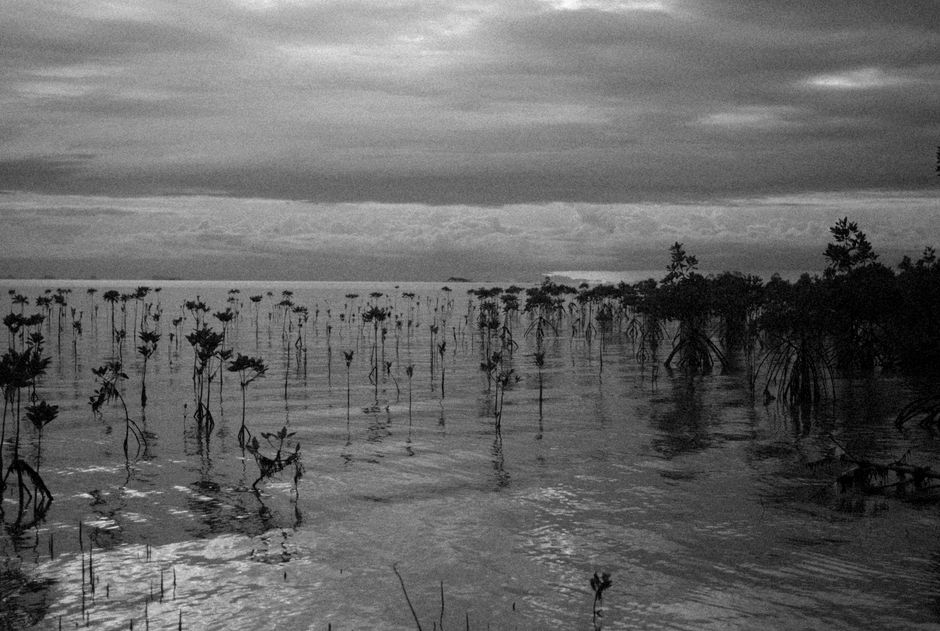 Detail Gambar Hutan Mangrove Yang Lestari Number 3