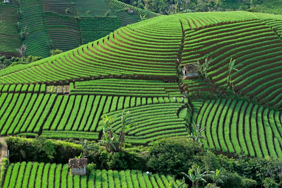 Detail Gambar Lanskap Pertanian Indonesia Number 14