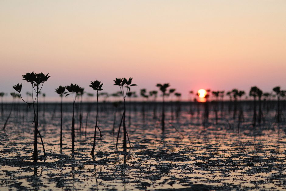 Detail Gambar Hutan Mangrove Yang Lestari Number 9