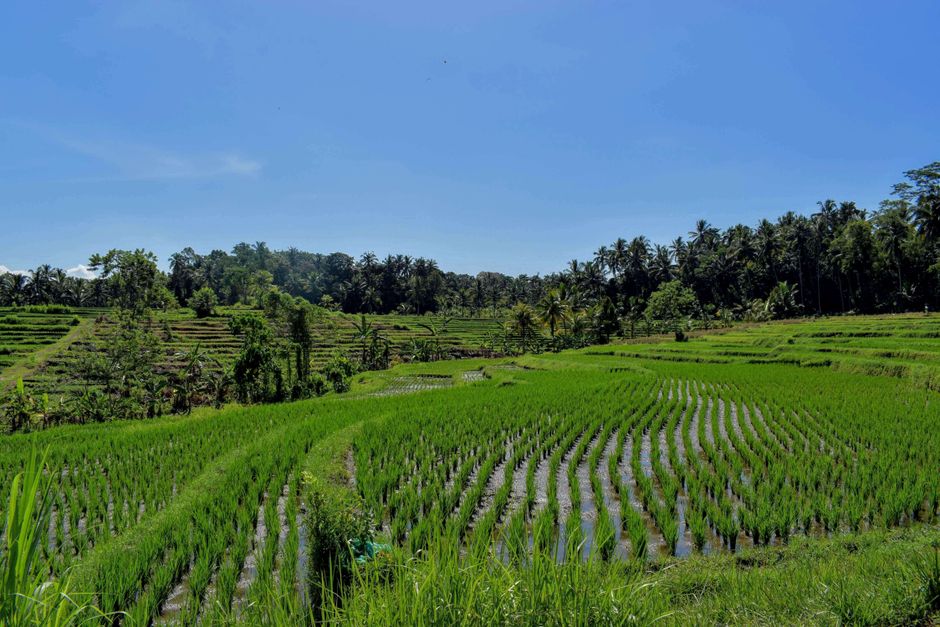 Detail Foto Sawah Hijau Di Bali Number 7