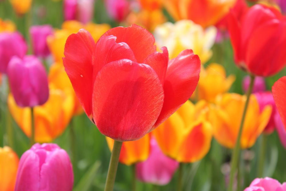 Detail Gambar Bunga Tulip Warna Warni Number 18