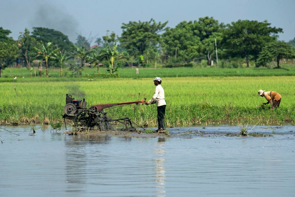 Detail Gambar Sawah Kartun Yang Mudah Number 14