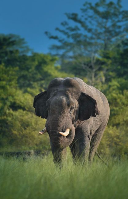 Detail Foto Gajah Di Alam Liar Indonesia Number 7