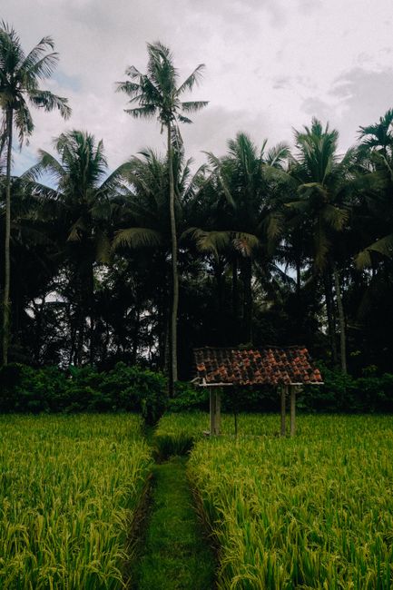 Detail Foto Sawah Hijau Di Bali Number 2