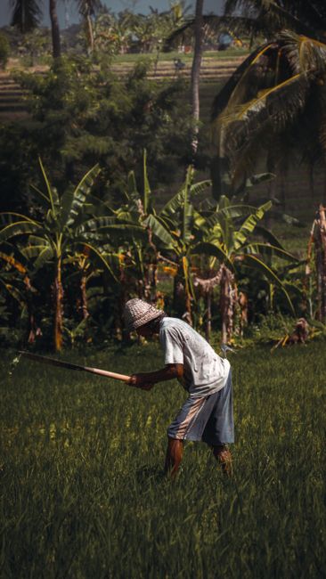 Detail Gambar Pemandangan Sawah Yang Indah Number 18