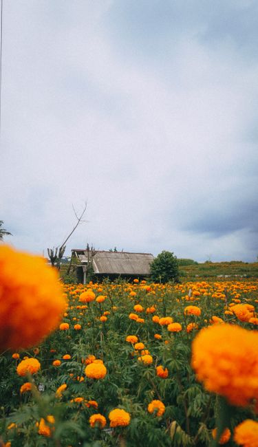 Detail Foto Ladang Bunga Yang Indah Number 12