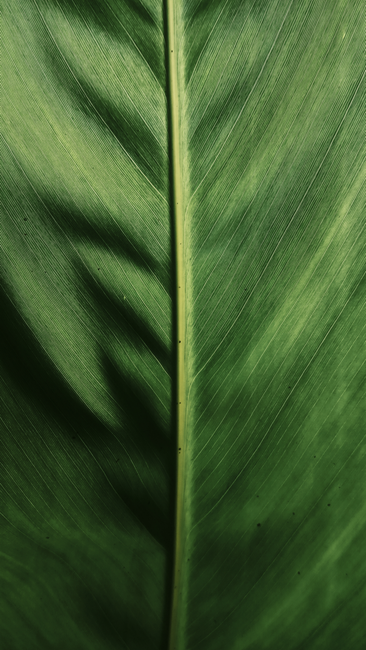 Detail Wallpaper Daun Hijau Minimalis Number 19