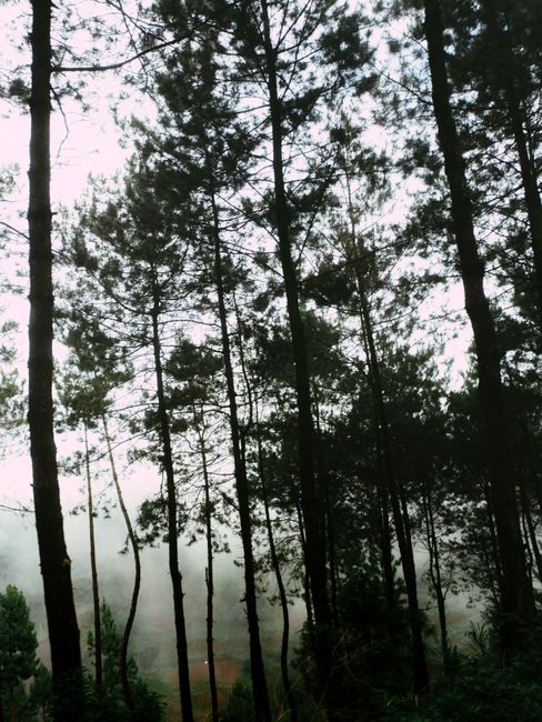 Detail Gambar Kabut Tebal Di Hutan Pinus Number 12