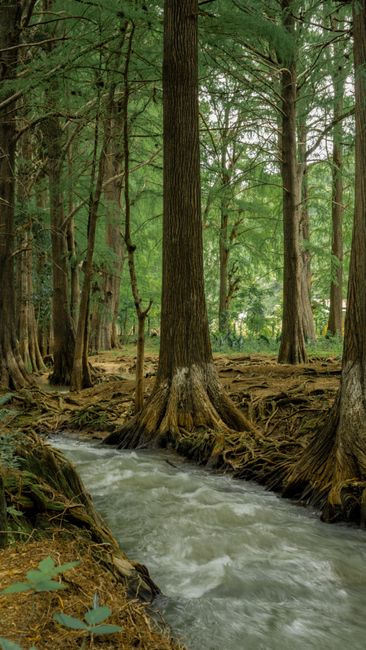 Detail Gambar Sungai Dan Hutan Pinus Number 18