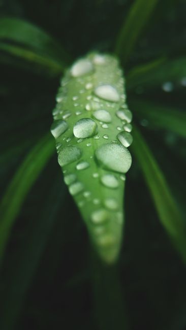 Detail Gambar Embun Pagi Di Daun Number 15