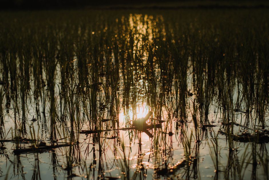 Detail Gambar Sawah Saat Matahari Terbit Number 4
