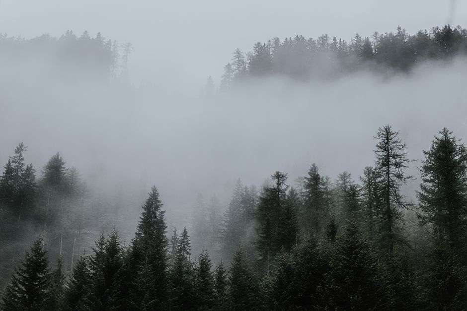 Detail Wallpaper Hutan Hd Untuk Desktop Number 8