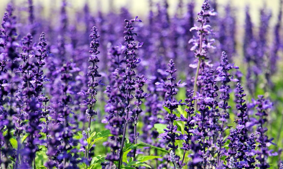 Detail Gambar Bunga Lavender Di Kebun Number 6