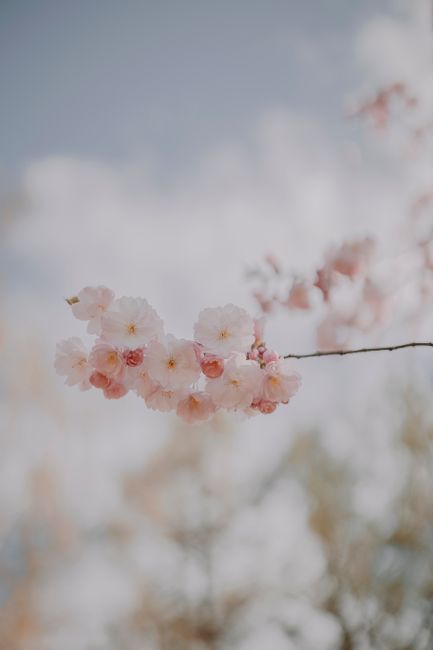 Detail Foto Bunga Sakura Saat Mekar Number 15