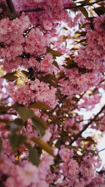 Detail Wallpaper Bunga Sakura Hd Number 19
