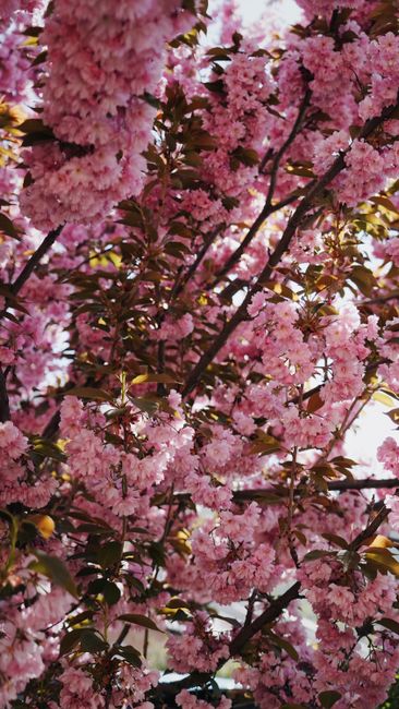 Detail Foto Bunga Sakura Saat Mekar Number 16