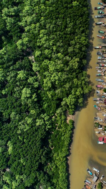 Detail Gambar Hutan Mangrove Yang Lestari Number 10