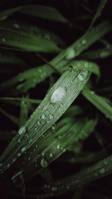 Detail Gambar Embun Pagi Di Daun Number 8