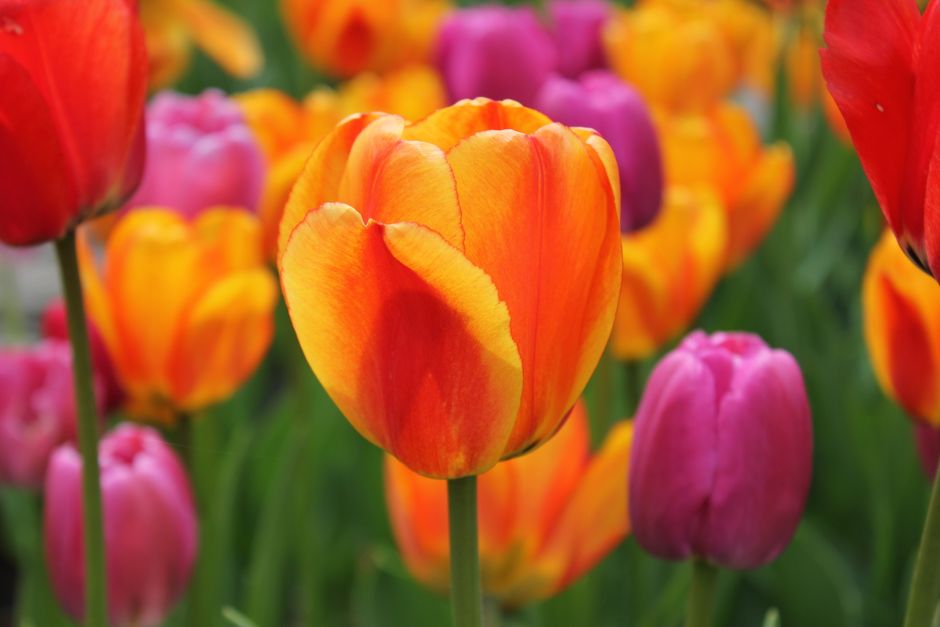 Detail Gambar Bunga Tulip Warna Warni Number 15