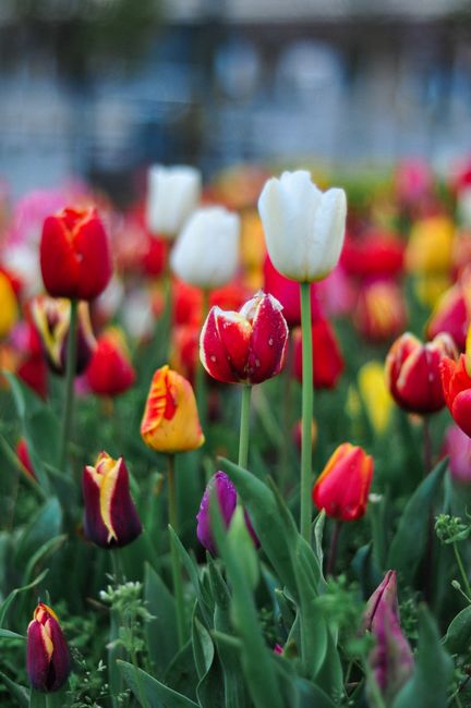 Detail Gambar Bunga Tulip Warna Warni Number 14