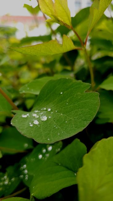 Detail Gambar Embun Pagi Di Daun Number 3