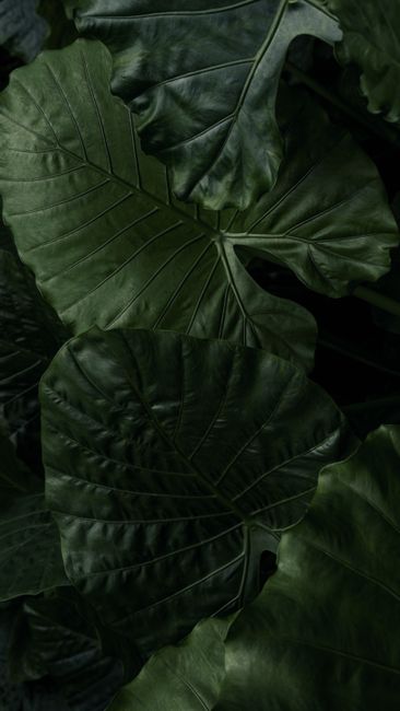 Detail Gambar Daun Tropis Estetik Number 13