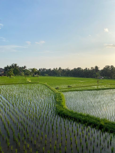Detail Gambar Sawah Saat Matahari Terbit Number 13