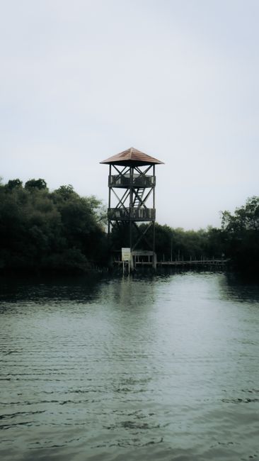 Detail Gambar Hutan Mangrove Yang Lestari Number 12