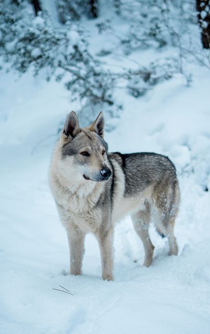 Wolf Wald Winter Schnee Dramatisch 7035