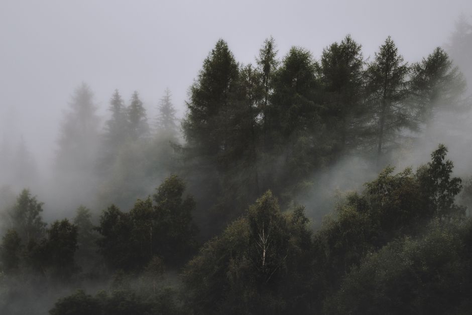 Detail Wallpaper Hutan Hd Untuk Desktop Number 9
