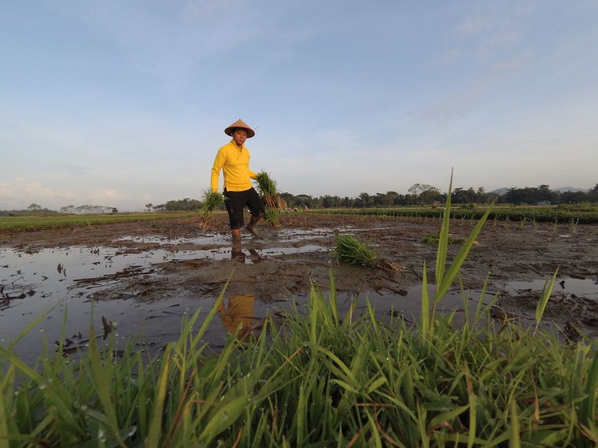 Detail Gambar Sawah Kartun Yang Mudah Number 18
