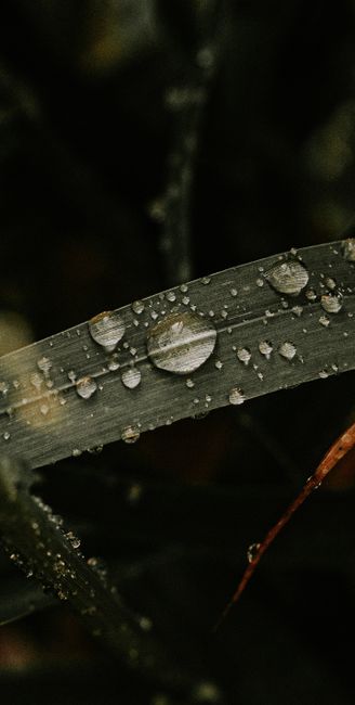Detail Gambar Embun Pagi Di Daun Number 14
