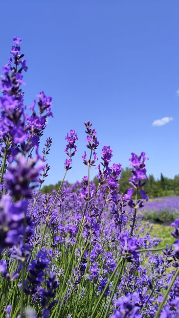 Detail Gambar Bunga Lavender Di Kebun Number 18