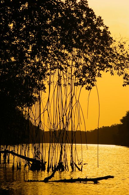 Detail Gambar Hutan Mangrove Yang Lestari Number 11