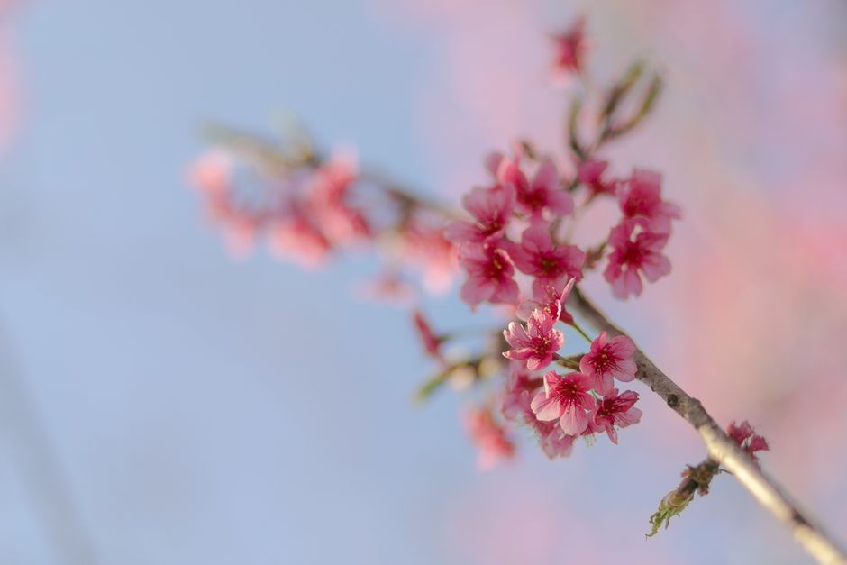Detail Wallpaper Bunga Sakura Hd Number 10