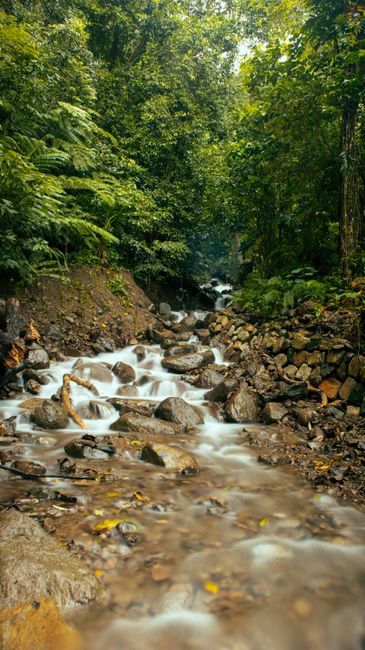 Detail Gambar Hutan Dengan Sungai Kecil Number 2