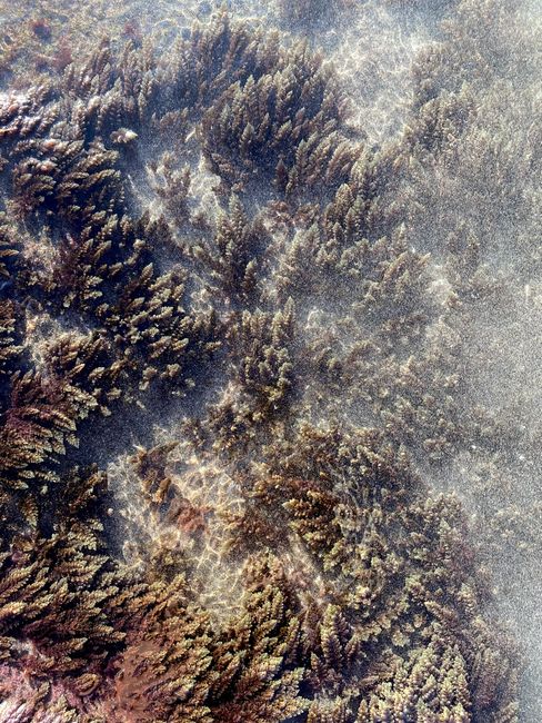 Detail Foto Karang Laut Dari Atas Number 17